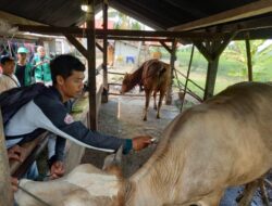 Vaksinasi PMK Sasar Tiga Desa di Kecamatan Tomoni Timur