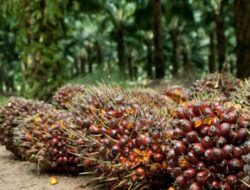 Warga Burau Keluhkan Bau Menyengat Dari Pengelolaan Pabrik Sawit