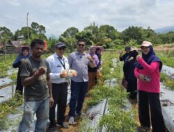 Reformer PKA Lutim Perkenalkan dan Implementasikan Metode Smart Farming pada Tanaman Cabai