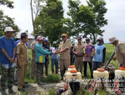 Dinas Pertanian Lutim Dorong Pengendalian Hama dan Sergab Petani di Burau