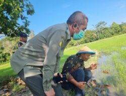 Pemkab Lutim Gelar Gerdal OPT Penggerek Batang Padi di Dua Poktan