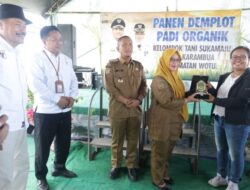 Bupati dan Wabup Lutim Panen Demplot Padi Organik di Karambua