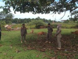 Satpol PP Lutim Tindaklanjuti Keluhan Warga, Tertibkan Hewan Ternak Berkeliaran
