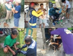 95 Hewan Penular Rabies di Pattengko Berhasil Divaksin, Tim Akui Masih Kekurangan Vaksin
