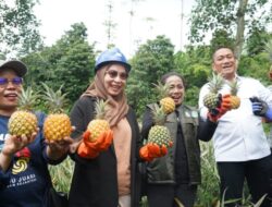 Study Visit Pandu Juara Lutim Berlanjut Ke Sentra Perkebunan Nanas Kediri