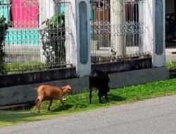 Kembali Berkeliaran, Pemilik Kambing di Desa Lampenai Diminta Segera Kandangkan Ternaknya