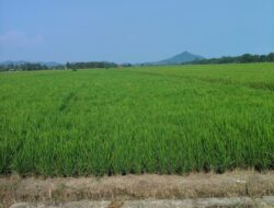 Hamparan Hijau Padi di Tarengge Timur Janjikan Panen Melimpah