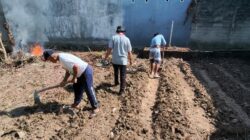 Perkuat Swasembada Pangan, Desa Lampenai Kompak Jalankan “Gerakan Indonesia Menanam”