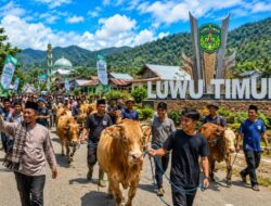 Idul Adha 1447 H, Hewan Qurban di Luwu Timur Capai 2.206 Ekor