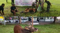 Perkuat Kemanunggalan TNI-Rakyat, Koramil 1403-14 Mangkutana Salurkan Paket Daging Kurban