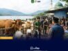 Antusiasme Warga Towuti Berqurban Luar Biasa, Hewan Qurban Capai 603 Ekor
