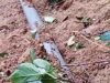 Pipa 8 Inci Bocor Akibat Longsor di Kasintuwu, Distribusi Air Perumdam Waemami di Tiga Wilayah Terhenti Sementara