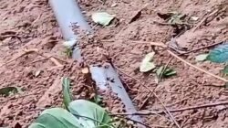 Pipa 8 Inci Bocor Akibat Longsor di Kasintuwu, Distribusi Air Perumdam Waemami di Tiga Wilayah Terhenti Sementara