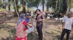 Tepati Janji ke Peternak, Wahidin Wahid Kucurkan 60 Ekor Kambing untuk Kelompok Ternak Gemilang Teromu
