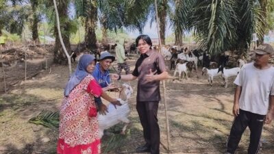 Tepati Janji ke Peternak, Wahidin Wahid Kucurkan 60 Ekor Kambing untuk Kelompok Ternak Gemilang Teromu