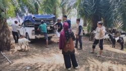 60 Ekor Kambing Pokir DPRD Mengalir ke Teromu, Dinas Pertanian Luwu Timur Dorong Kemandirian Peternak