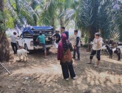 60 Ekor Kambing Pokir DPRD Mengalir ke Teromu, Dinas Pertanian Luwu Timur Dorong Kemandirian Peternak