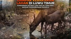 Dampak Kebakaran Lahan di Luwu Timur, Kawanan Satwa Liar Mulai Terlihat Masuk Perkebunan Warga