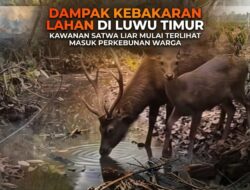 Dampak Kebakaran Lahan di Luwu Timur, Kawanan Satwa Liar Mulai Terlihat Masuk Perkebunan Warga